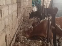 بقرة, Simmental cattle — الصورة 5