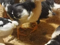Chickens — الصورة 3