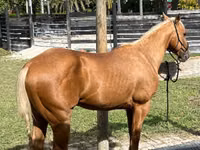 Hengst, Quarter Horse — Foto 1