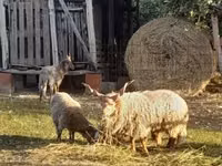 Brebis, Racka sheep — photo 1