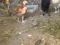 Chickens — Foto 3