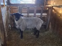 Qoʻchqor, White Suffolk sheep — 3-rasm