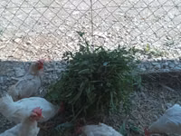 Chickens — foto 1