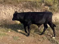 ثور, الماشية — الصورة 2