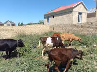 İnek, Sığır — foto 7