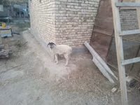 Sheep (batch, sex not specified), Sheep — photo 4
