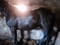 Pferde (Partie, Geschlecht nicht angegeben), Horse breed — Foto 8