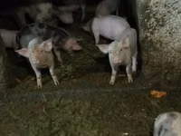 Knur, Świnie — zdjęcie 5