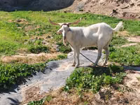 பெண் வெள்ளாடு, Irish goat — புகைப்படம் 1