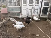 Turkeys — الصورة 1