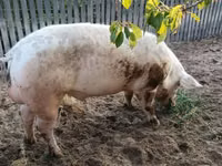 Knur, Świnie — zdjęcie 3