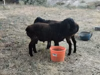Ram, Sheep — photo 6