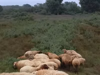 Sheep (batch, sex not specified), Sheep — photo 1