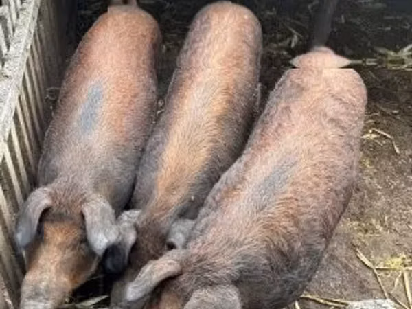 मादा सूअर, 