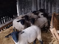 Ovelhas (lote, sexo não especificado), White Suffolk sheep — foto 2