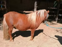 At, Shetland Pony — foto 5