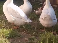 Geese — foto 1
