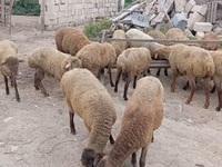 Ovce, Ovce — foto 2