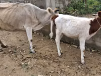 بقرة, الماشية — الصورة 4