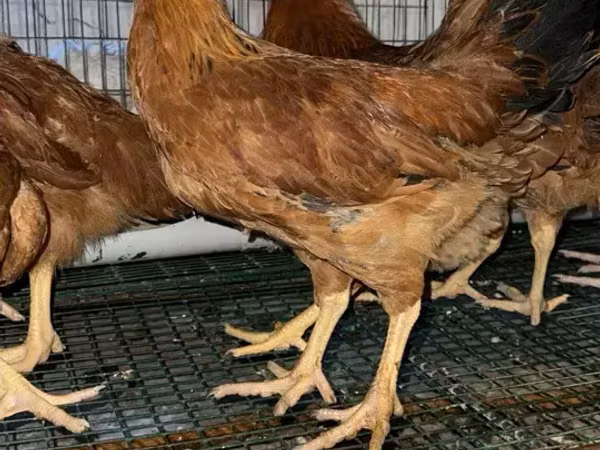 Chickens