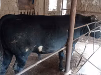 Buqa, Aberdin – Angus — 4-rasm