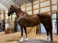 Kobyła, Dutch warmblood horse — zdjęcie 5