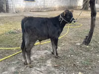 காளை, Swiss cattle — புகைப்படம் 1