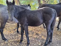 Chevaux (lot, sexe non indiqué), Karachay horse — photo 8