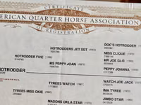 حصان, Quarter Horse — الصورة 3