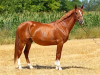 حصان, Kisber felver — الصورة 6