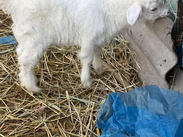 Boucs, Saanen goat