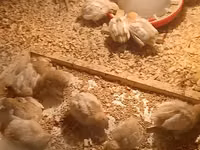 Chickens — zdjęcie 2