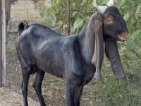 Ешкі, Kamori goats — 3-сурет