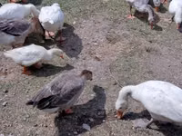 Geese — zdjęcie 1