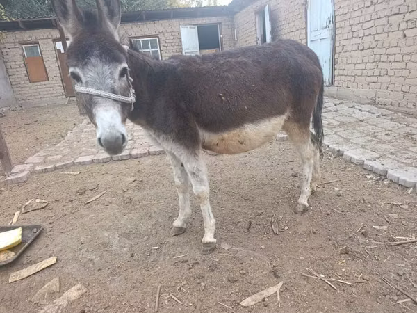 Égua, Cavalos
