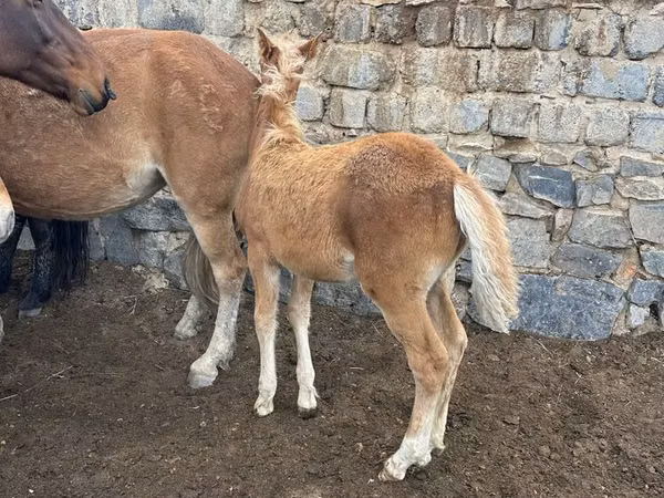 Pferde (Partie, Geschlecht nicht angegeben), Kazakh horse