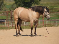 Caballo, Caballos — foto 1
