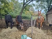 母马, Horses — 照片 5