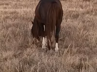 ცხენი, Kazakh horse — ფოტო 3
