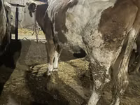 Vache, Race Holstein — photo 5