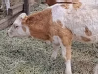 ІҚМ (топ, жынысы көрсетілмеген), Simmental cattle — 4-сурет