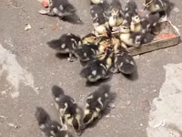 Ducks — Foto 3