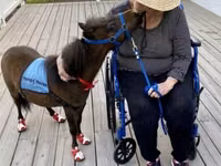 Cavalo, Miniature horse — foto 2