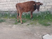 İnək, Mal-qara — foto 1