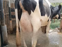 Cow, Holstein breed — photo 1