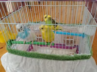 Məhsul: Dalmatian və Avstraliya cinsli dalğalı papuqaylar (budgerigar) — foto 2