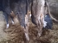 公牛, Russian Black pied cattle — 照片 2