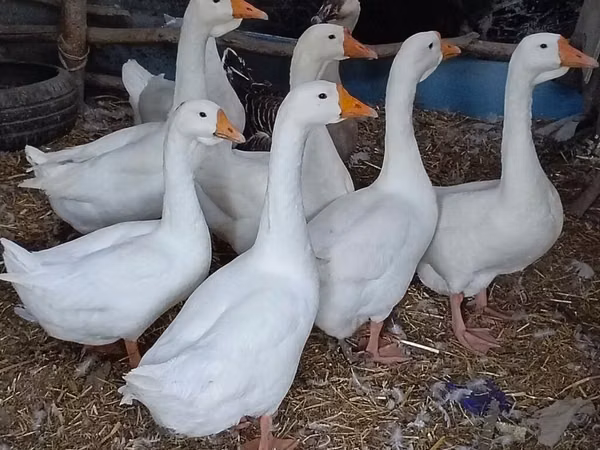 Geese