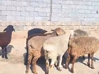 भेड़ें (लॉट, लिंग निर्दिष्ट नहीं), भेड़ — फ़ोटो 1