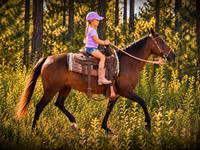 Klisna, Quarter Horse — foto 4